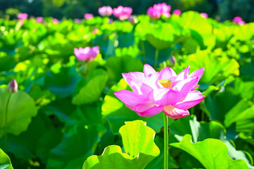 不忍池に咲く大賀蓮のアップ。朝日を浴びて透けるピンクの花びらが美しい。