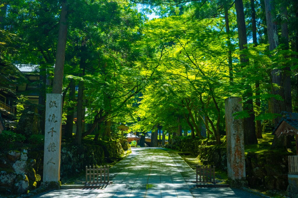 永平寺の山門前に広がる新緑の参道。木漏れ日が苔むした石畳を照らす静寂な風景
