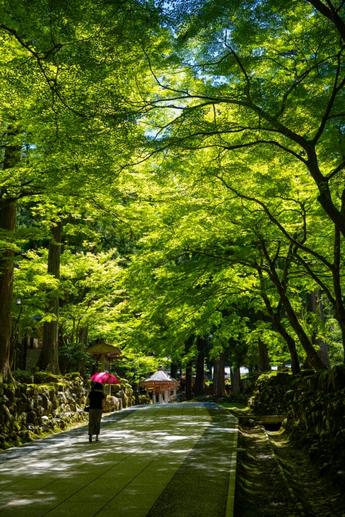 永平寺の参道を歩く赤い日傘の女性。新緑のもみじが覆う道に木漏れ日が差し込む。
