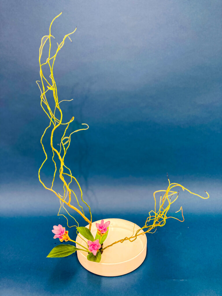 Ikebana arrangement with pink Curcuma flowers and curly willow branches in a white vase against a blue background