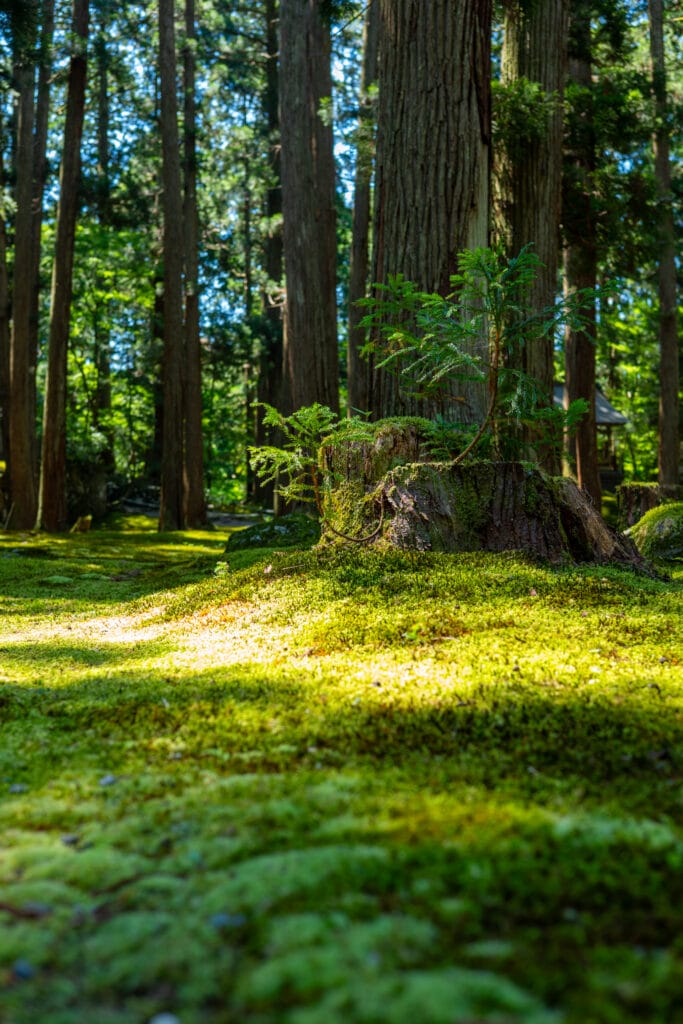 平泉寺白山神社の森に広がる苔と切り株。
