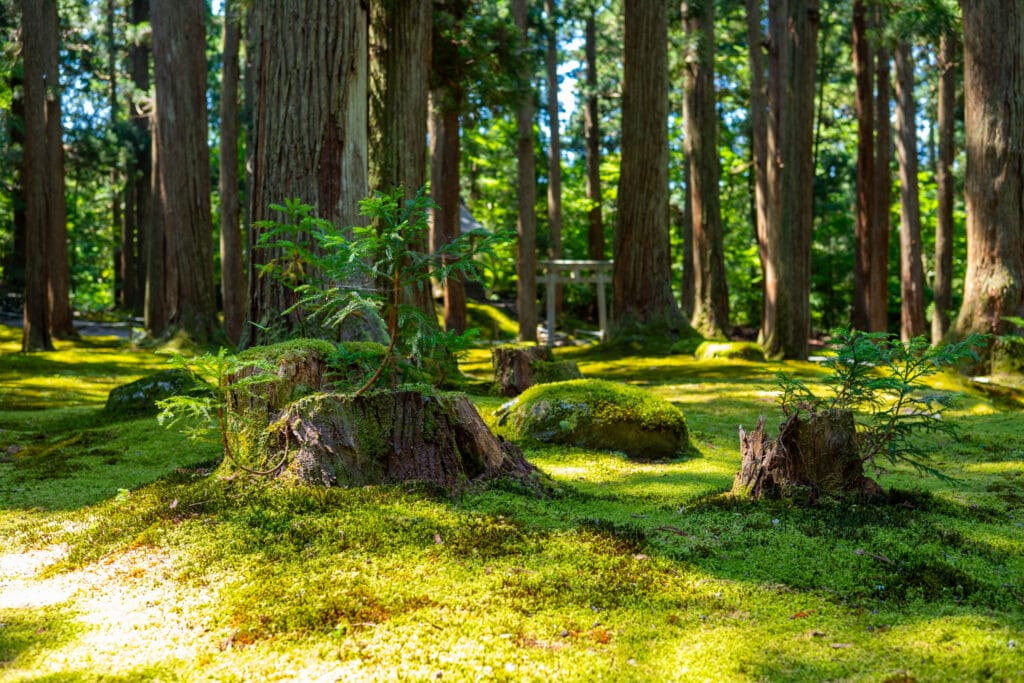平泉寺白山神社の苔むした森に並ぶ切り株。
