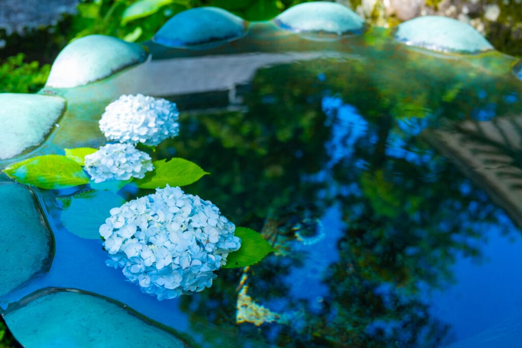 永平寺の手水鉢に浮かぶ白い紫陽花と鮮やかな緑の葉。
